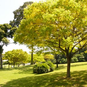 yellow-rain-trees-in-sentosa-golf-course